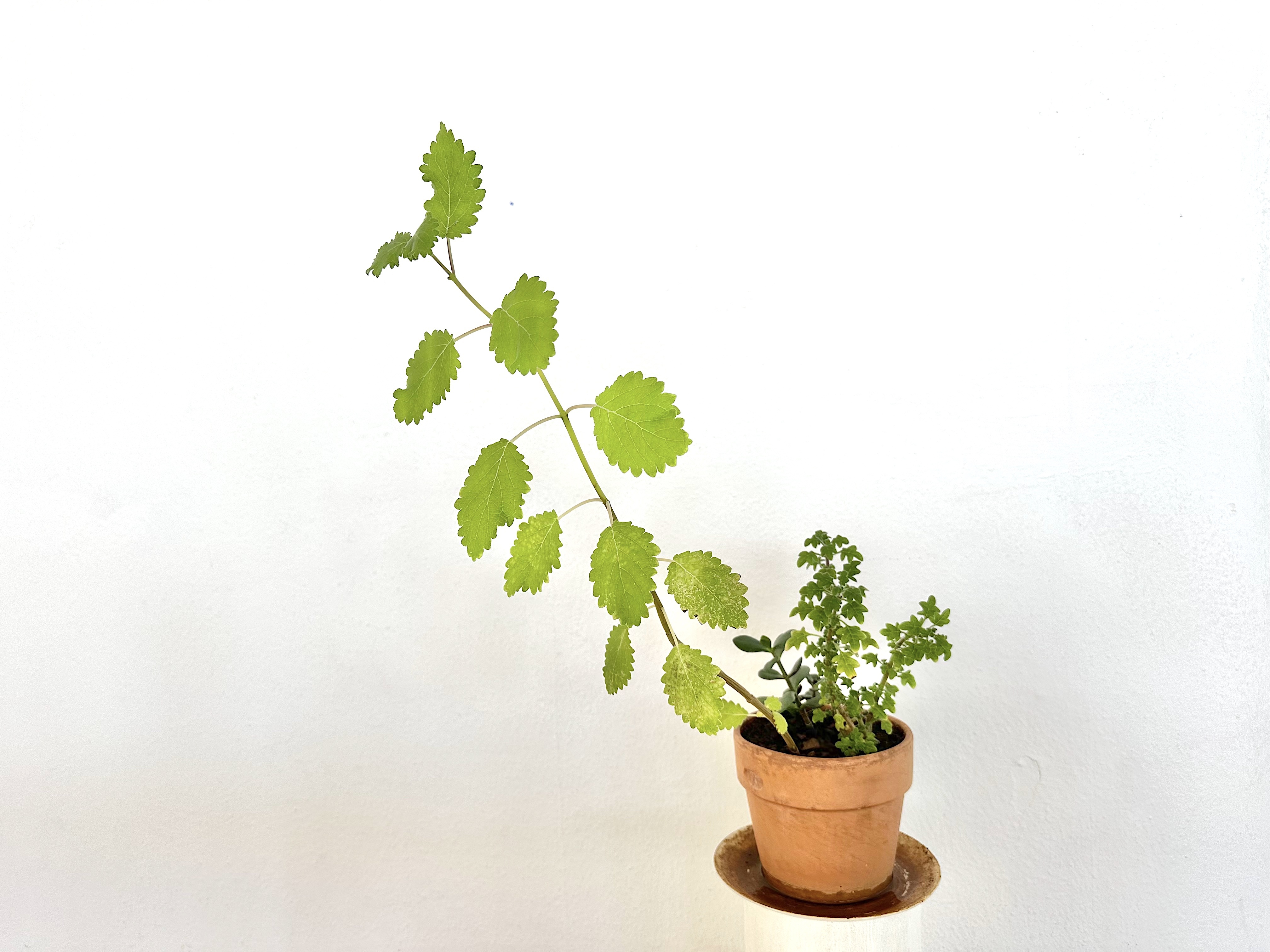 Et plant experiment