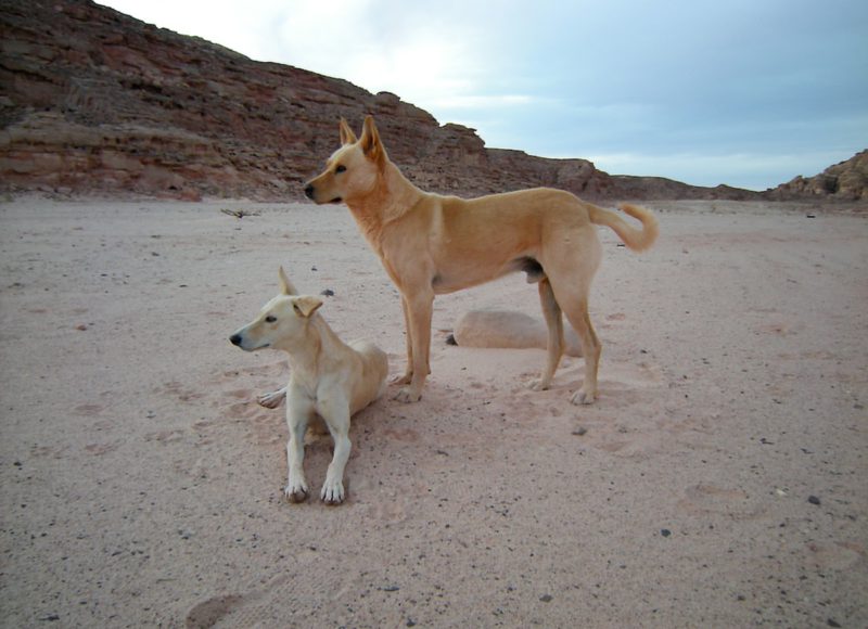 Dogs Astral Sculpture Data Exchange 2008 3