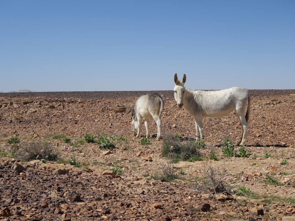 white donkeys