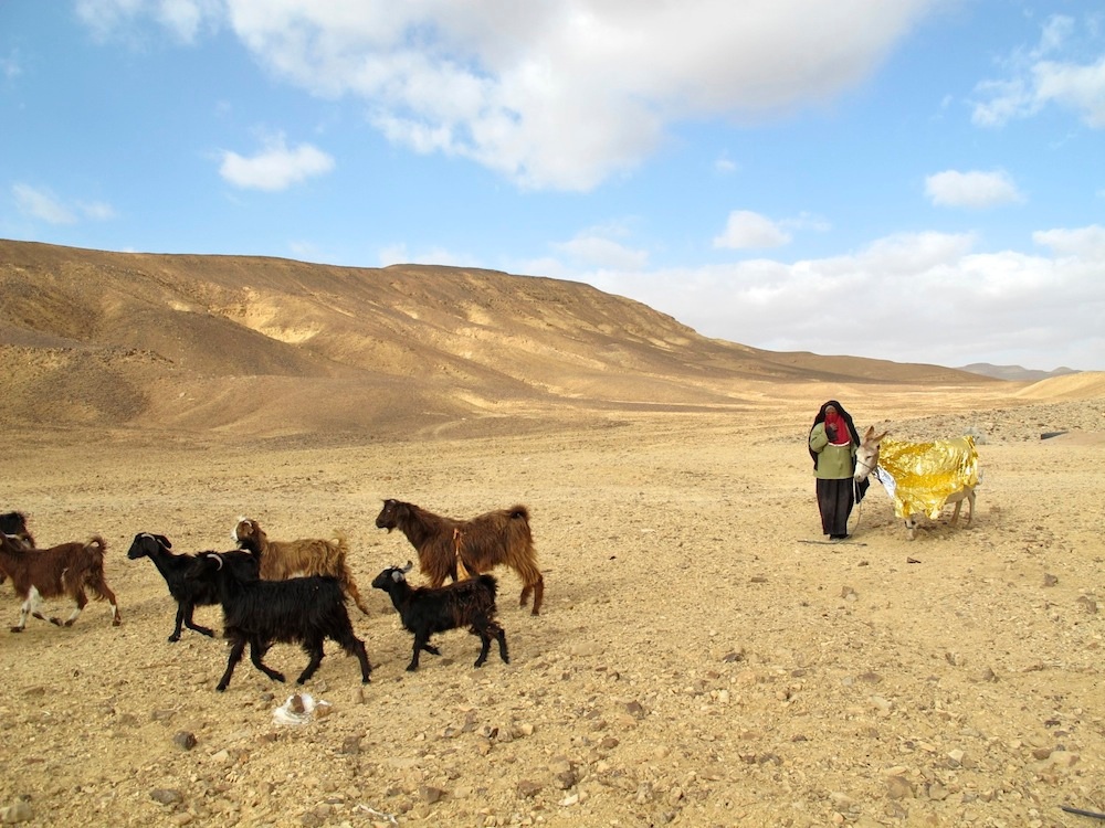 Golden Donkey Barbara Anna Husar Document Of Daexchange 2012 4