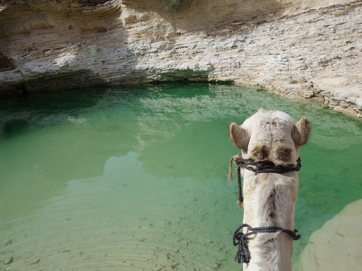 Waterhole Barbara Anna Husar