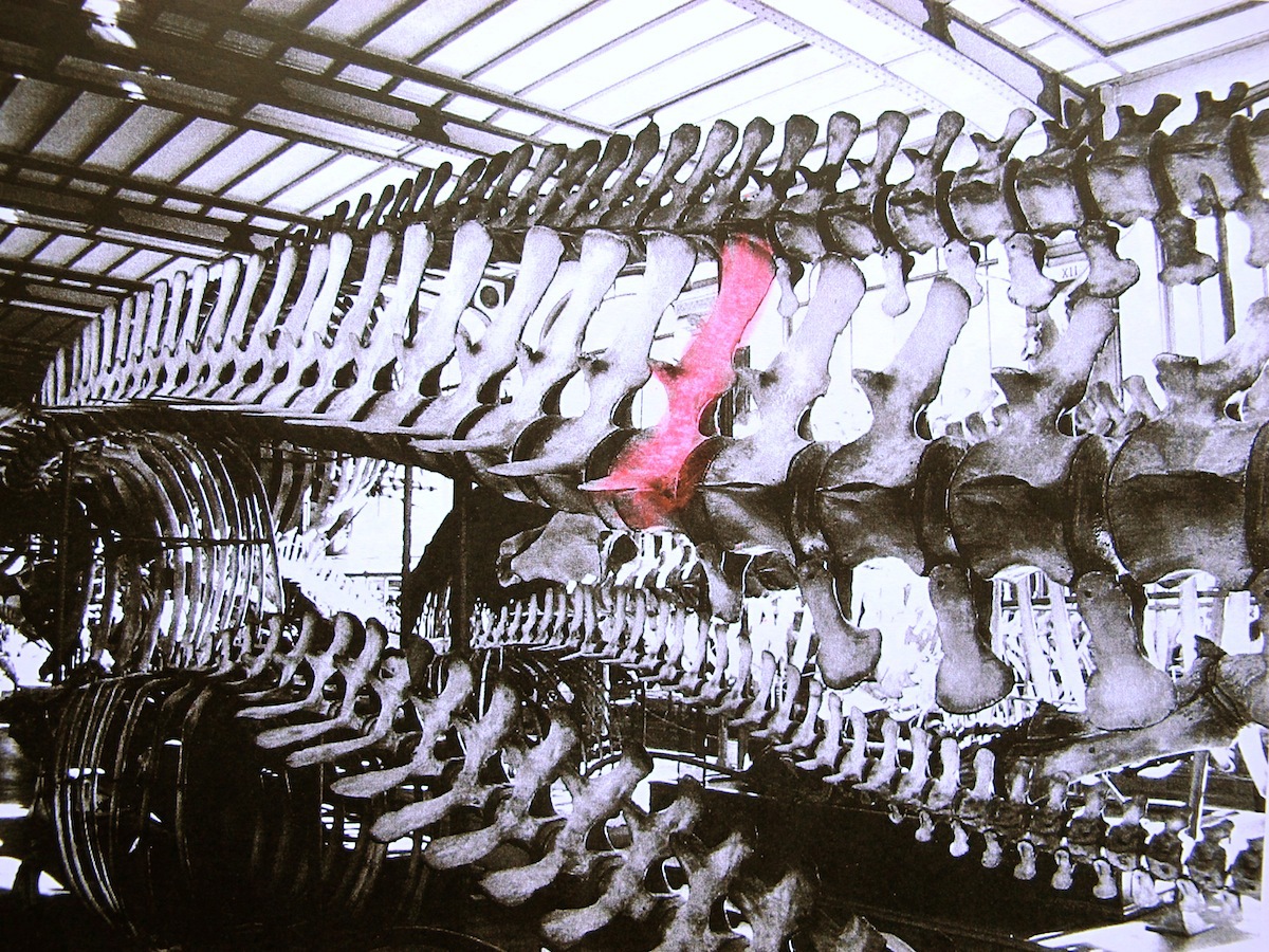 Cross Creatures Stills 2011 4