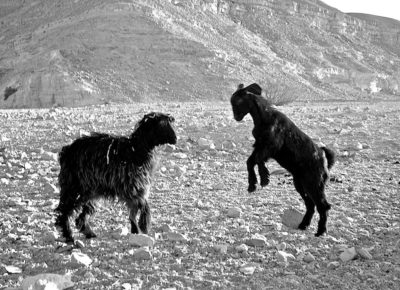 GOATPILL-Barbara-Anna-Husar