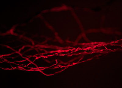 Cradle Of Estuary Muendungswiege Hammock Umbilicalcords Husar pic by Elisabeth Handl